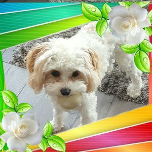 Meet your Posher, Joanne